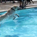 Photo Swimming dogs