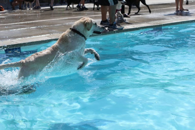 Photo Swimming dogs